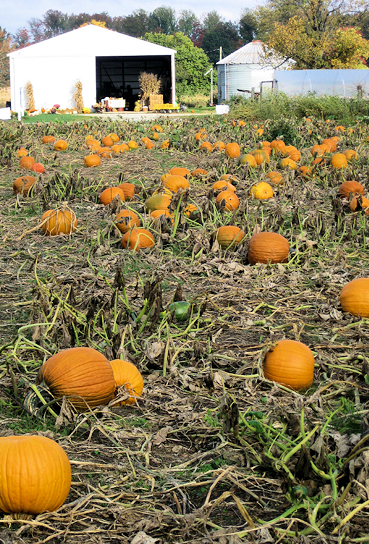 Indiana Pumpkin Patch