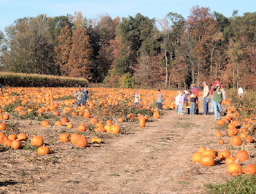 Indiana Pumpkin Patch Pix