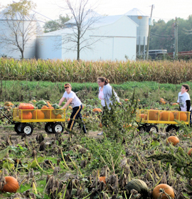 Indiana Pumpkin Patch Photo