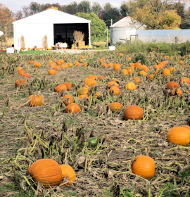 Indiana Pumpkin Patch Photo
