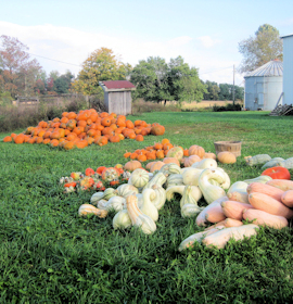 Indiana Pumpkin Patch Photo