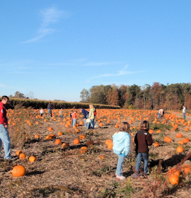 Indiana Pumpkin Patch Photo